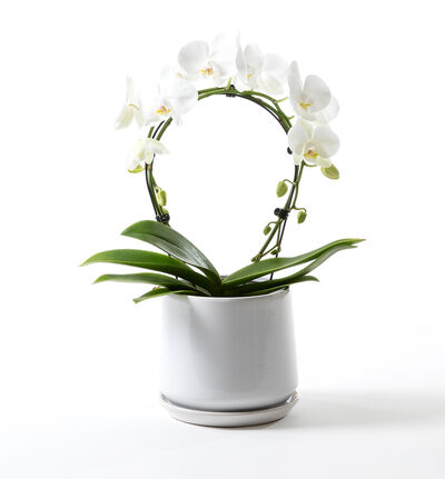 Hvit orkidé på bøyle i hvit Eternity potte